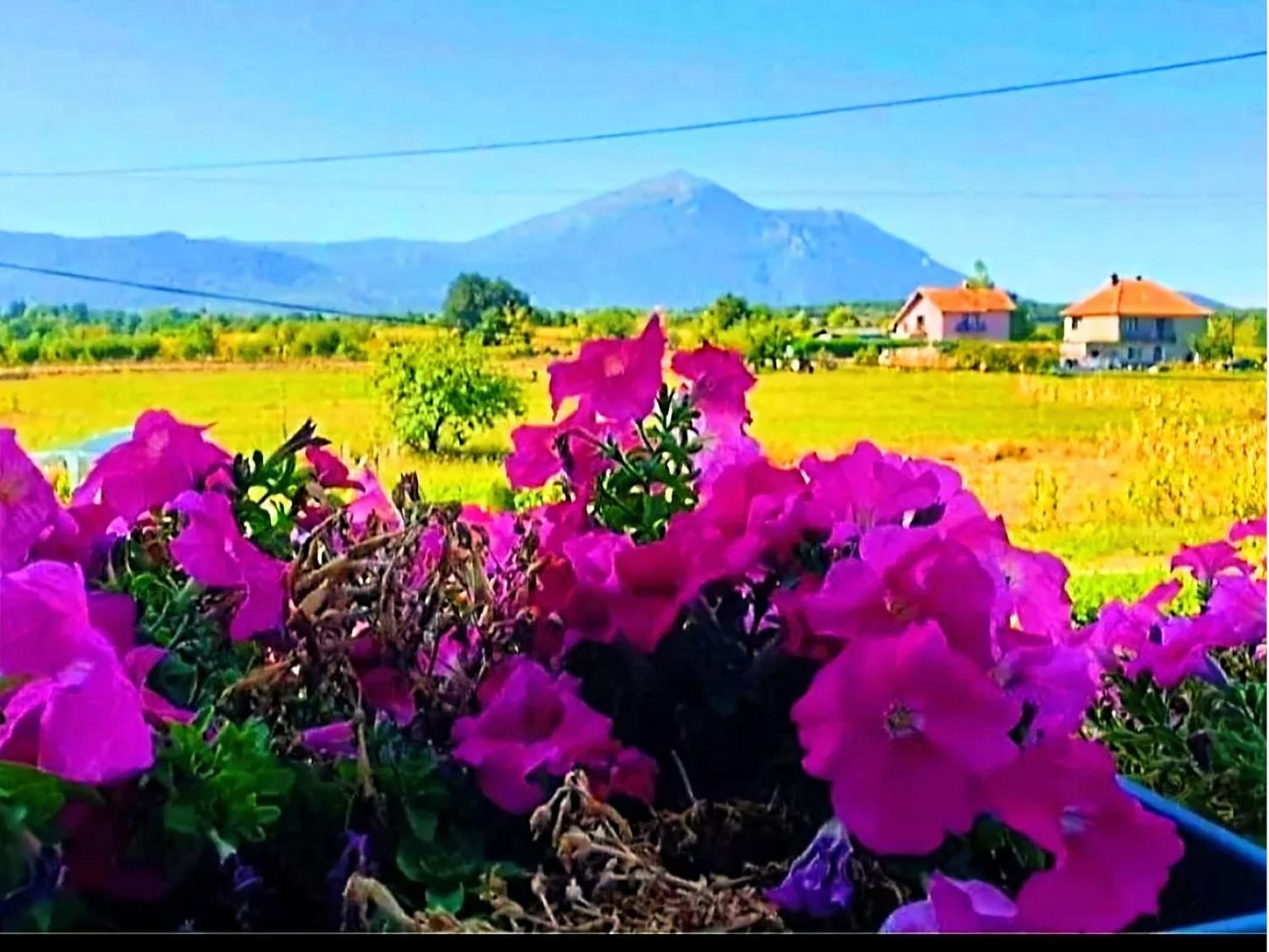 Villa Saturea Boljevac Εξωτερικό φωτογραφία